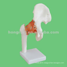 Life-Size Hip Joint Model,human hip skeleton model
